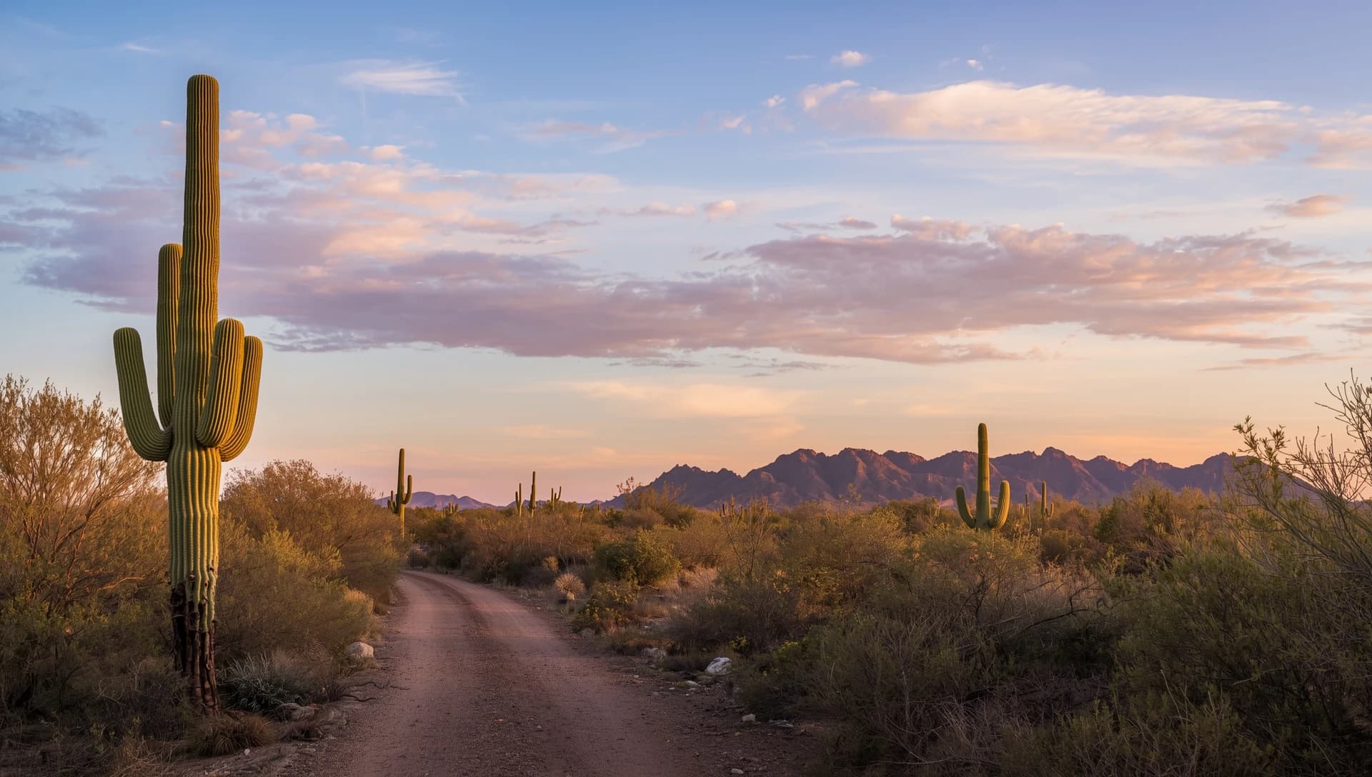 Beautiful Arizona Sonoran desert landscape